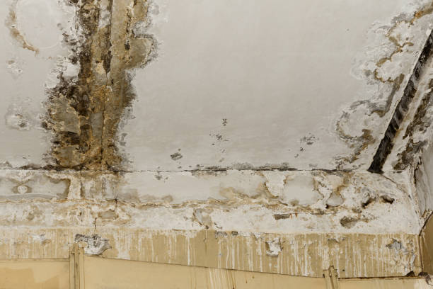 Best Mold Documentation for Insurance Claims  in Euharlee, GA