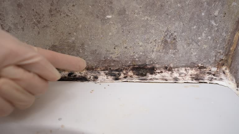 Best Mold Damage Restoration  in Euharlee, GA
