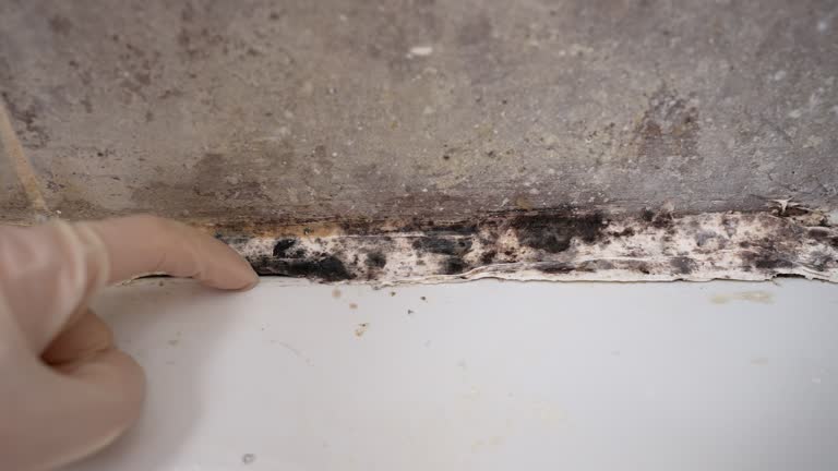 Best Water Damage & Mold Remediation  in Euharlee, GA