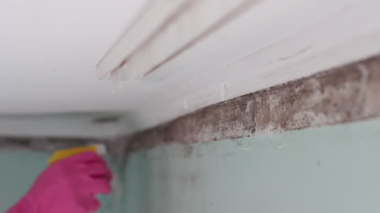  Euharlee, GA Mold Removal Pros
